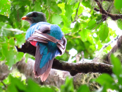 aves_Mesa de trabajo 1 copia 2