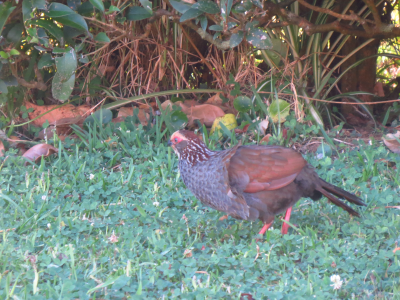 aves_Mesa de trabajo 1 copia 3