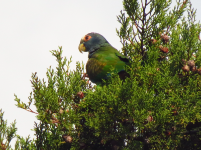 aves_Mesa de trabajo 1 copia 4