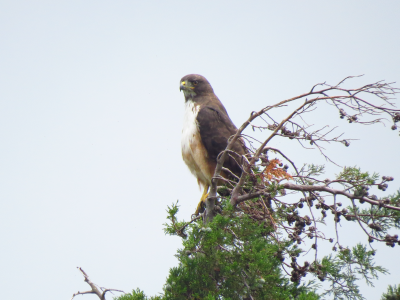 aves_Mesa de trabajo 1 copia 5