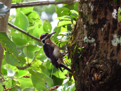 aves_Mesa de trabajo 1 copia 6