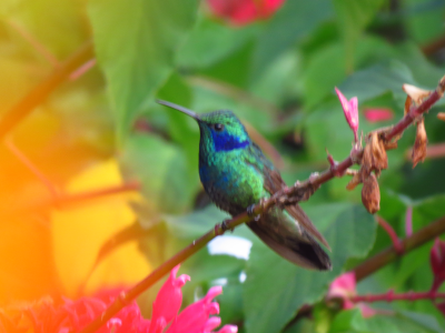 aves_Mesa de trabajo 1 copia 7