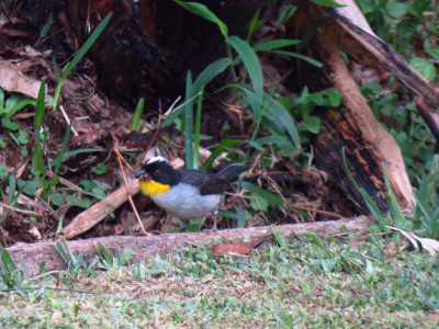 aves_Mesa de trabajo 1 copia 8