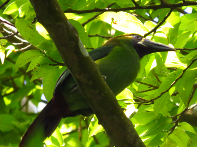aves_Mesa de trabajo 1 copia