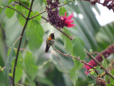 aves_Mesa de trabajo 1